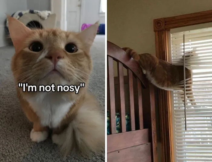 45 Owners Share Hilarious Photos Of Their Pets Being Nosy