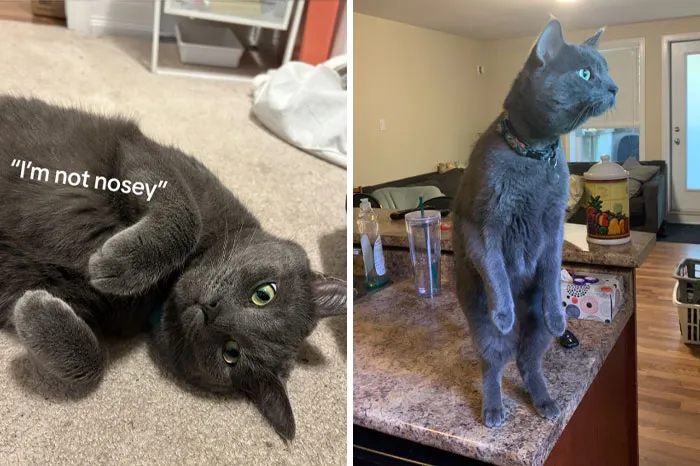 45 Owners Share Hilarious Photos Of Their Pets Being Nosy
