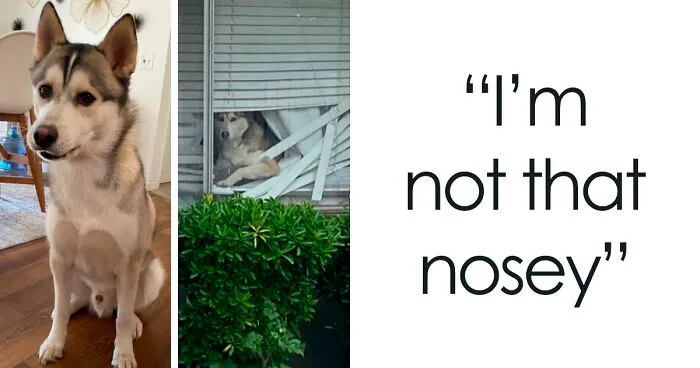 45 Owners Share Hilarious Photos Of Their Pets Being Nosy