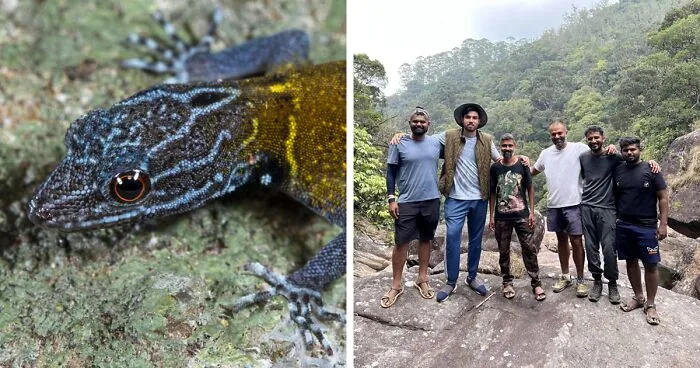 Biologist’s First Thought After Seeing This New Gecko Species Is “Starry Night”, Names It “Vangoghi”