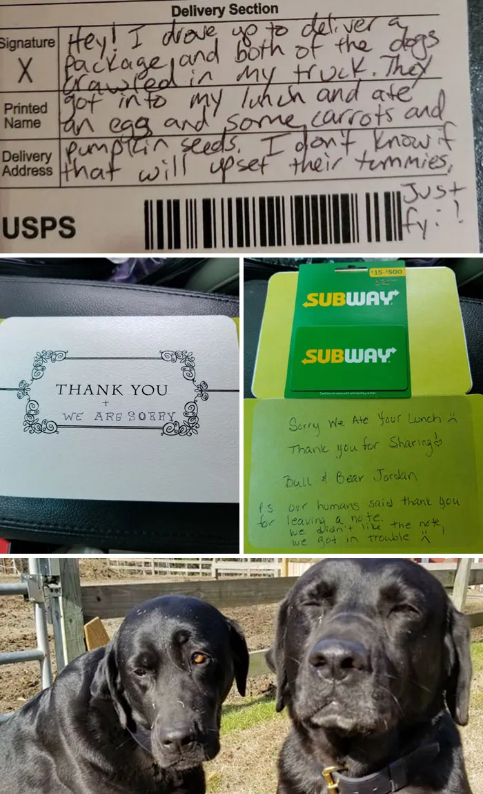   Two Dogs Couldn't Resist Eating The Mail Lady's Lunch, Then Wrote Her This Note
