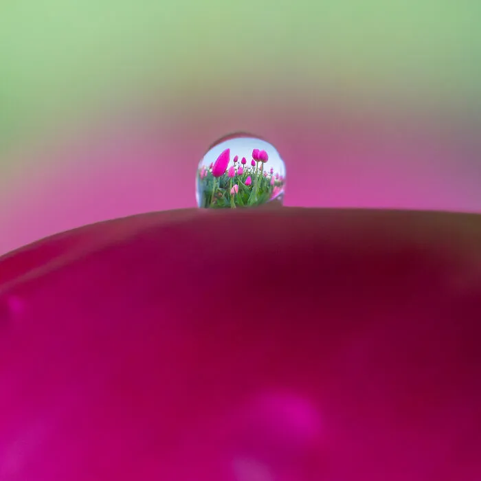Little Tulip World