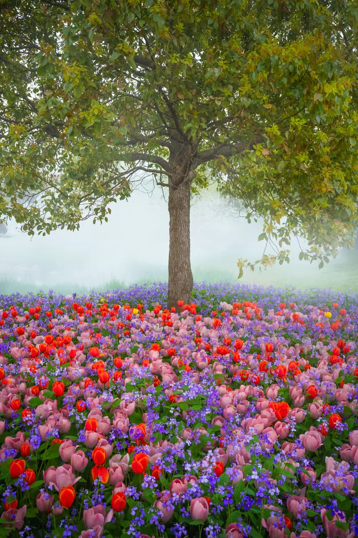 Flower Combination