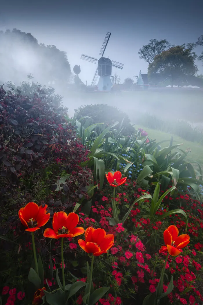 Foggy Windmill