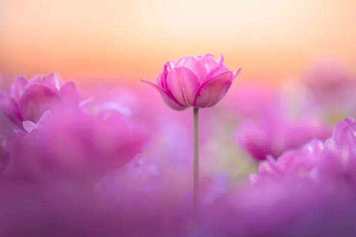 Pink Tulip