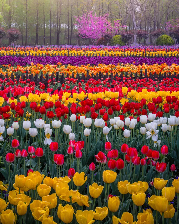 Blossom & Tulips