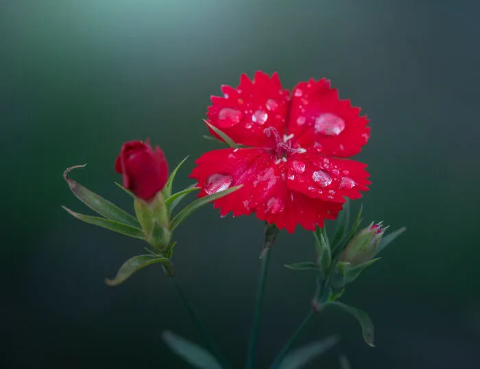 Other Flowers