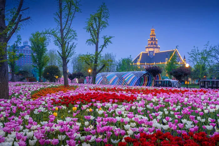 Evening Flowers