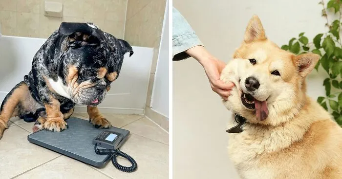 How Much Should My Dog Weigh? A Vet's Guide to Healthy Weight Charts