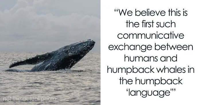 Scientists Hold A 20-Minute ‘Conversation’ With A Whale Named Twain In His Own Language