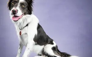 As A Pet Photographer, I Help Rescue Dogs Find Their Forever Homes By Doing Proper Photoshoots (16 Pics)