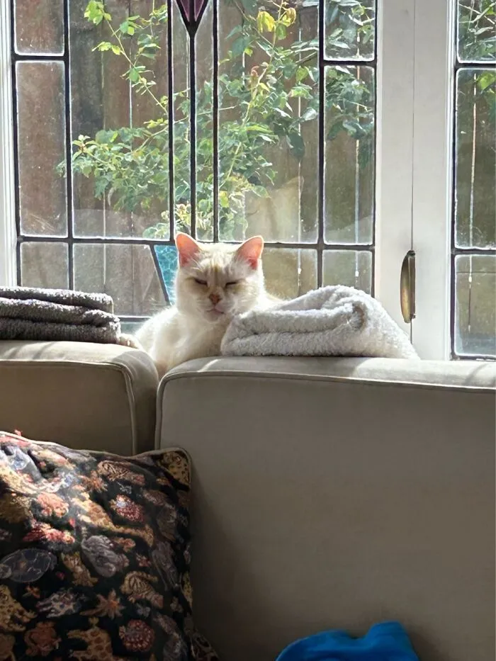 Orville On His Window Ledge