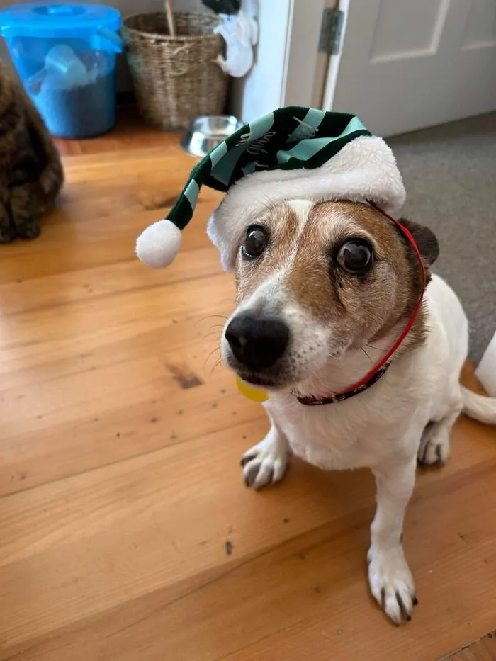 Sprocket