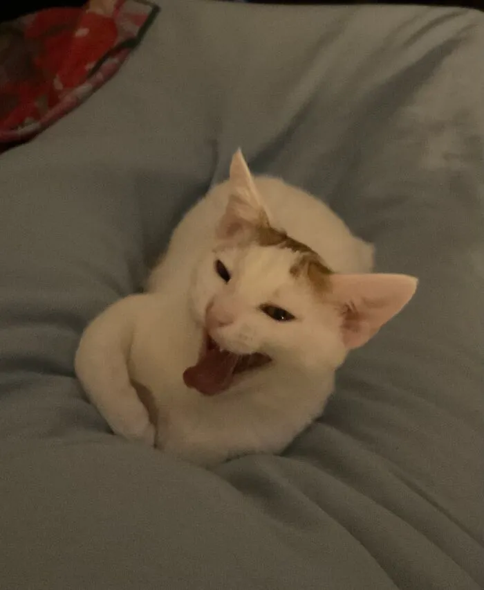 Buzzsaw Thinks Your Joke Was Hilarious