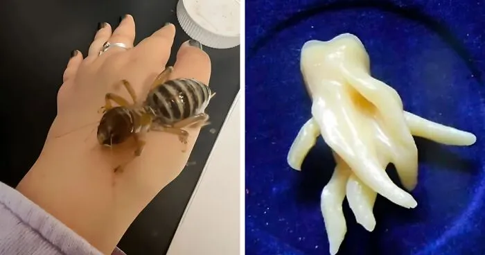 “Looks Bigger In Person”: 50 Times People Were Surprised By The Sheer Size Of Something (New Pics)