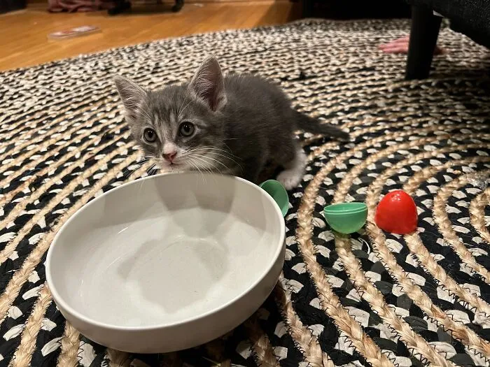 Here Are Photos Of My Cats When They Were Little (16 Pics)