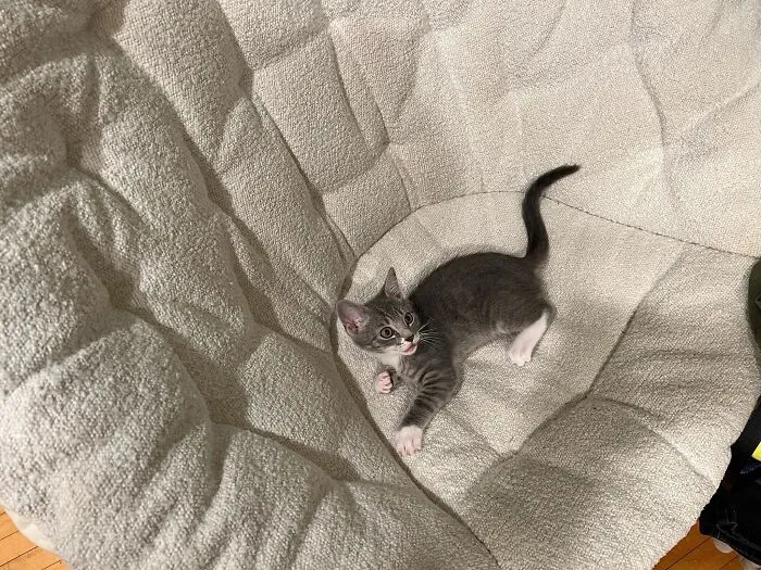 Here Are Photos Of My Cats When They Were Little (16 Pics)