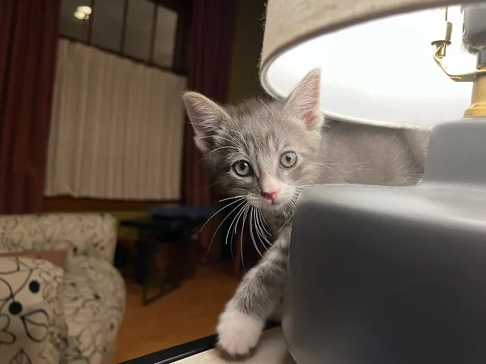 Here Are Photos Of My Cats When They Were Little (16 Pics)