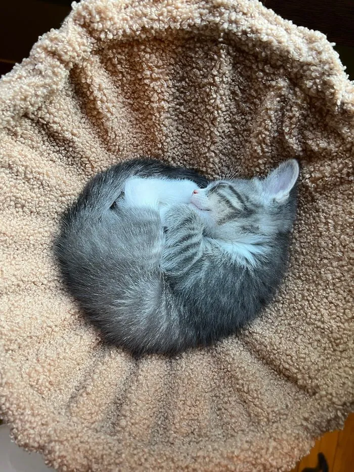 Here Are Photos Of My Cats When They Were Little (16 Pics)