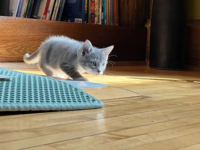 Here Are Photos Of My Cats When They Were Little (16 Pics)