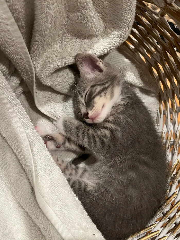 Here Are Photos Of My Cats When They Were Little (16 Pics)