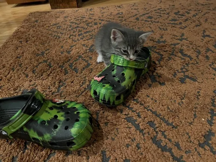 Breaking News: Bloodthirsty Feline Attacks Croc Twice Its Size