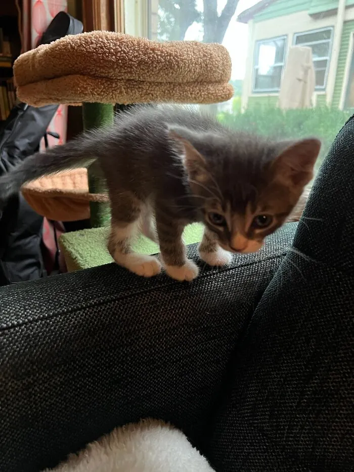 Here Are Photos Of My Cats When They Were Little (16 Pics)