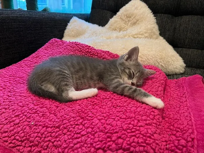 Here Are Photos Of My Cats When They Were Little (16 Pics)
