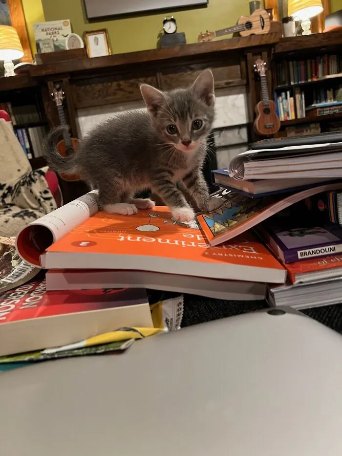 Here Are Photos Of My Cats When They Were Little (16 Pics)