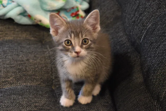 Here Are Photos Of My Cats When They Were Little (16 Pics)