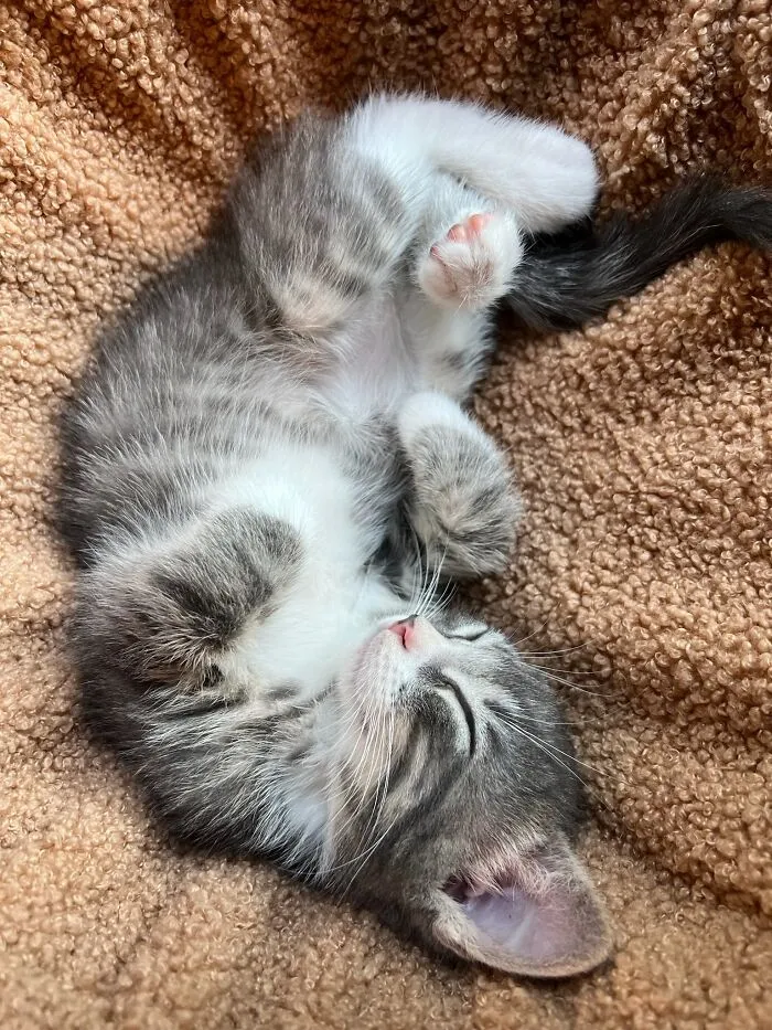 Here Are Photos Of My Cats When They Were Little (16 Pics)