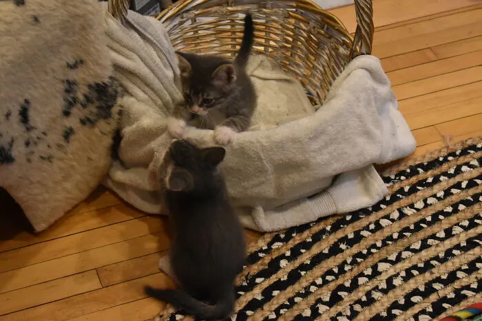 Here Are Photos Of My Cats When They Were Little (16 Pics)