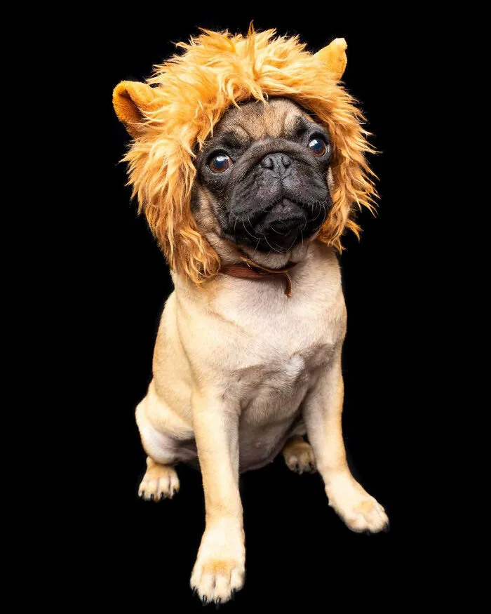 As A Pet Photographer, I Help Rescue Dogs Find Their Forever Homes By Doing Proper Photoshoots (16 Pics)