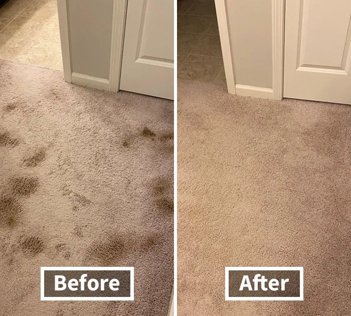 Tackle Those Last-Minute Spills With <a Style="Display:inline;" Href="Https://Www.amazon.com/Dp/B001b0v5gg?ascsubtag=7634304%2c22%2c35%2cd%2c0%2c0%2c0%2c900%3a2%3b974%3a2%3b1125%3a3%3b1242%3a1%2c44148578%2c0%2c0%2c0&linkcode=ll1&tag=bpcobra-20&linkid=e7f20b0bb4dde52cca2de8334343d33b&language=en_us&ref_=as_li_ss_tl" Target="_blank"><span Style="Font: Inherit; Color: #d74b1f;"> Folex Instant Carpet Spot Remover</Span> And Keep Your Carpets Looking Their Best Through The Holiday Season. Because Who Needs A Stain To Ruin The Festivities?