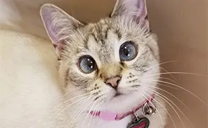 Here Are Some Heartwarming Stories Of Felines Who Have Entered Our “LoveCATS” Photo Contest