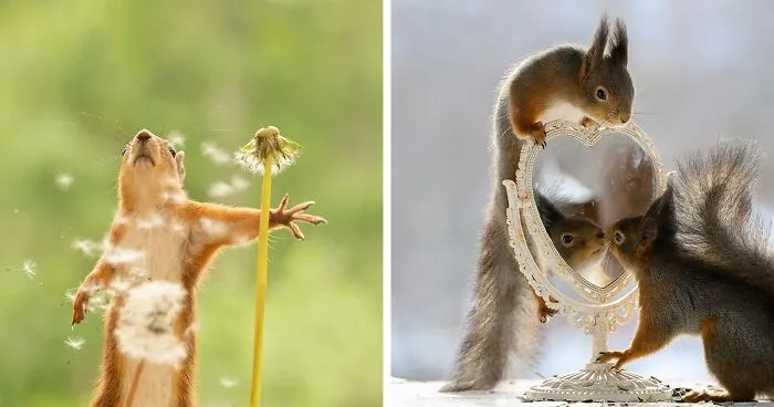 20 Pics Of Squirrels Interacting With Props And Engaging In Human-Like Activities By Geert Weggen