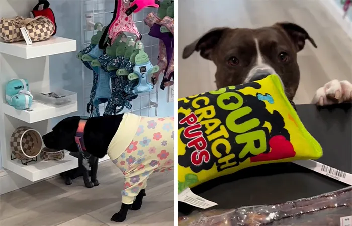 Misunderstood Doggies Can Finally Shop In Peace At This Pet Store