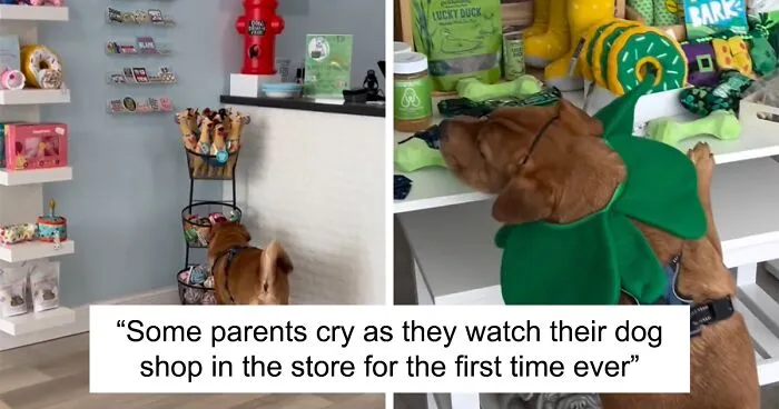 Misunderstood Doggies Can Finally Shop In Peace At This Pet Store