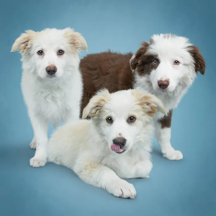 As A Pet Photographer, I Help Rescue Dogs Find Their Forever Homes By Doing Proper Photoshoots (16 Pics)