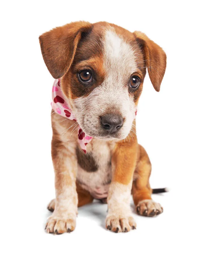 As A Pet Photographer, I Help Rescue Dogs Find Their Forever Homes By Doing Proper Photoshoots (16 Pics)