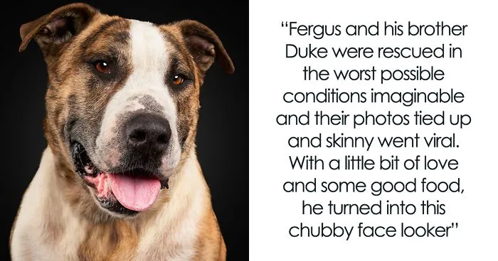As A Pet Photographer, I Help Rescue Dogs Find Their Forever Homes By Doing Proper Photoshoots (16 Pics)