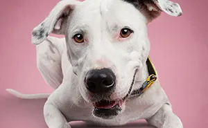 As A Pet Photographer, I Help Rescue Dogs Find Their Forever Homes By Doing Proper Photoshoots (16 Pics)