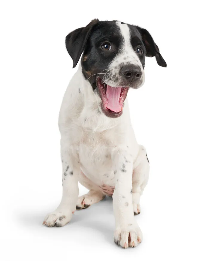 As A Pet Photographer, I Help Rescue Dogs Find Their Forever Homes By Doing Proper Photoshoots (16 Pics)