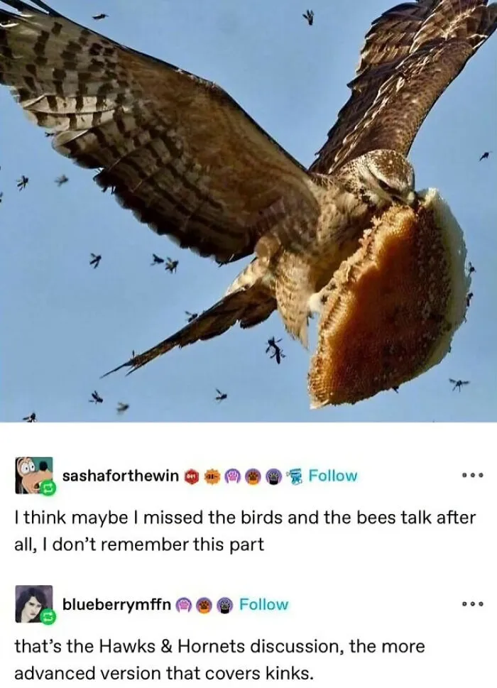 50 Hilarious Animal Memes To Leave You Cackling Like A Hyena