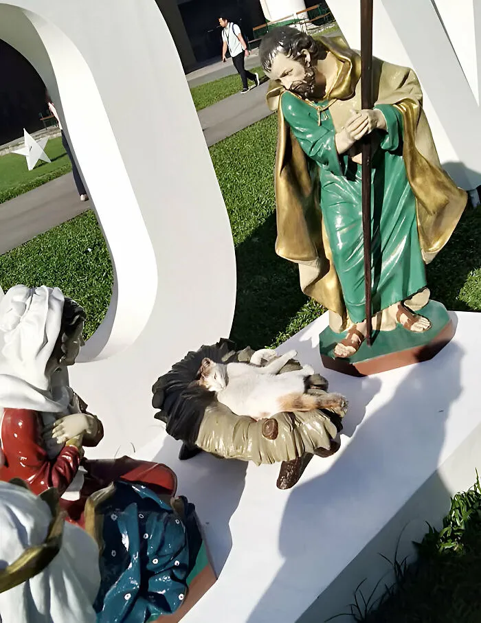 I Can't Believe Our Campus Cat Kicked Out Baby Jesus 