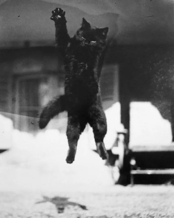 Poe, 1912 - By Jacques-Henri Lartigue (1894 - 1986), French