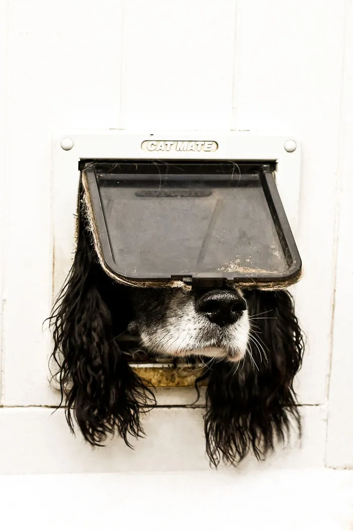 'Not Just For Cats' By Sarah Haskell