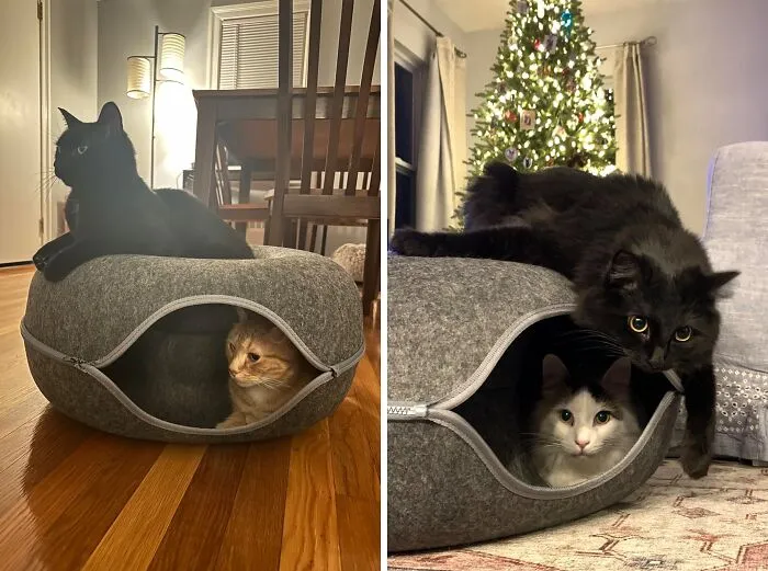 This <span Style="Font:inherit;color:#d74b1f;"> Donut Cat Bed With 3 Toys</Span> Might Be The Only Bed Your Cat Doesn’t Give Up For Box