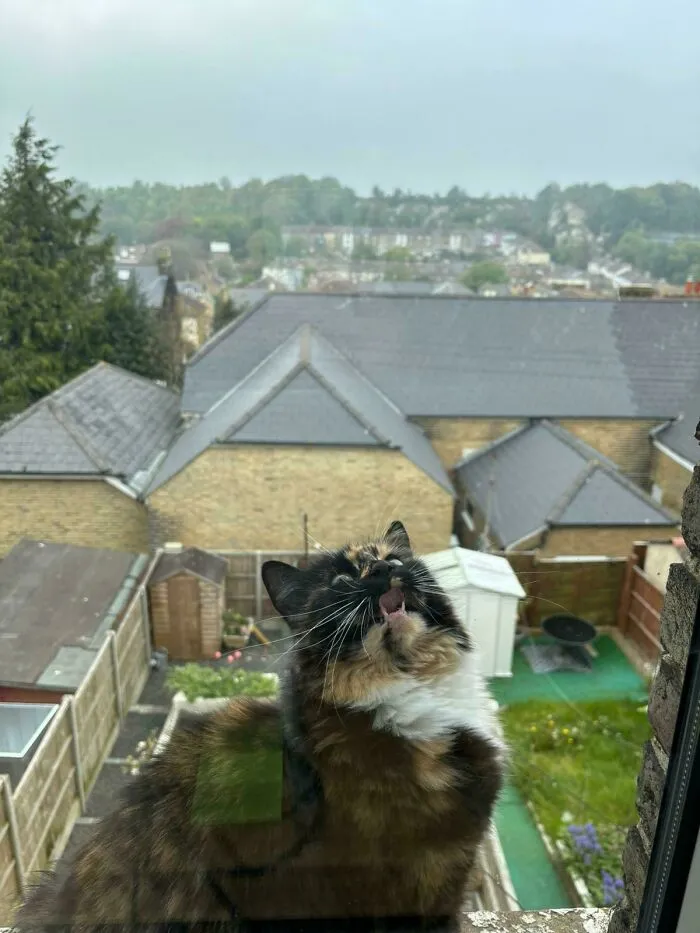 Shelley Immediately Regretted Jumping Out On To The Windowsill On The Third Story!
