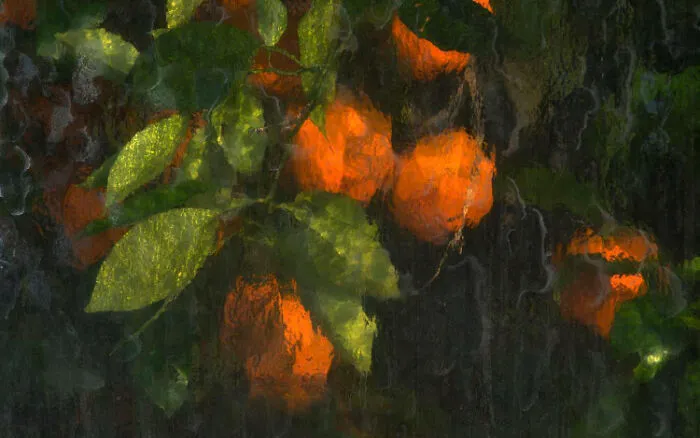 Naranjas fotografiadas a través del cristal del invernadero